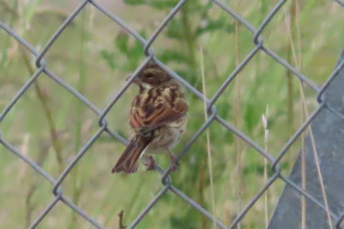 strnad rákosní - ML641784126