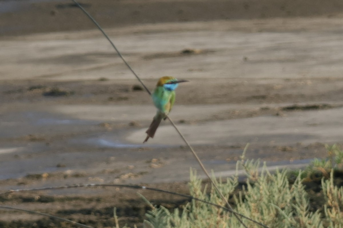 Arabian Green Bee-eater - ML641784148