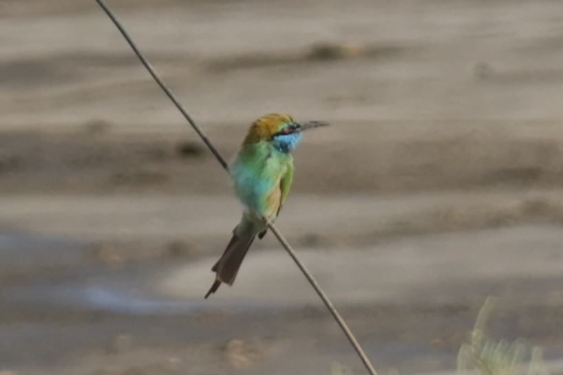 Arabian Green Bee-eater - ML641784149