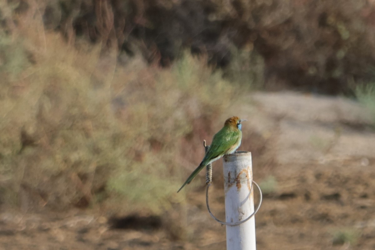 Arabian Green Bee-eater - ML641784151