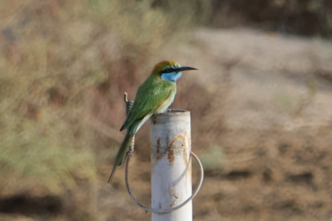 Arabian Green Bee-eater - ML641784152