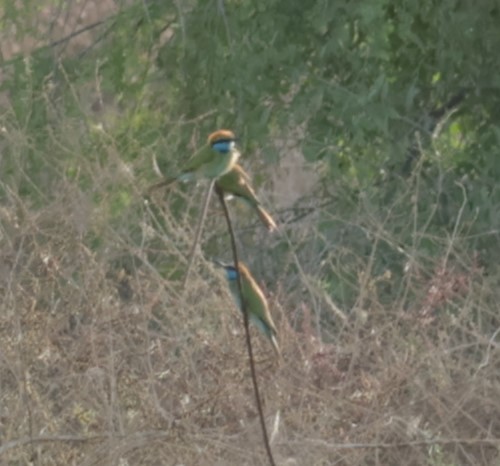 Arabian Green Bee-eater - ML641784158