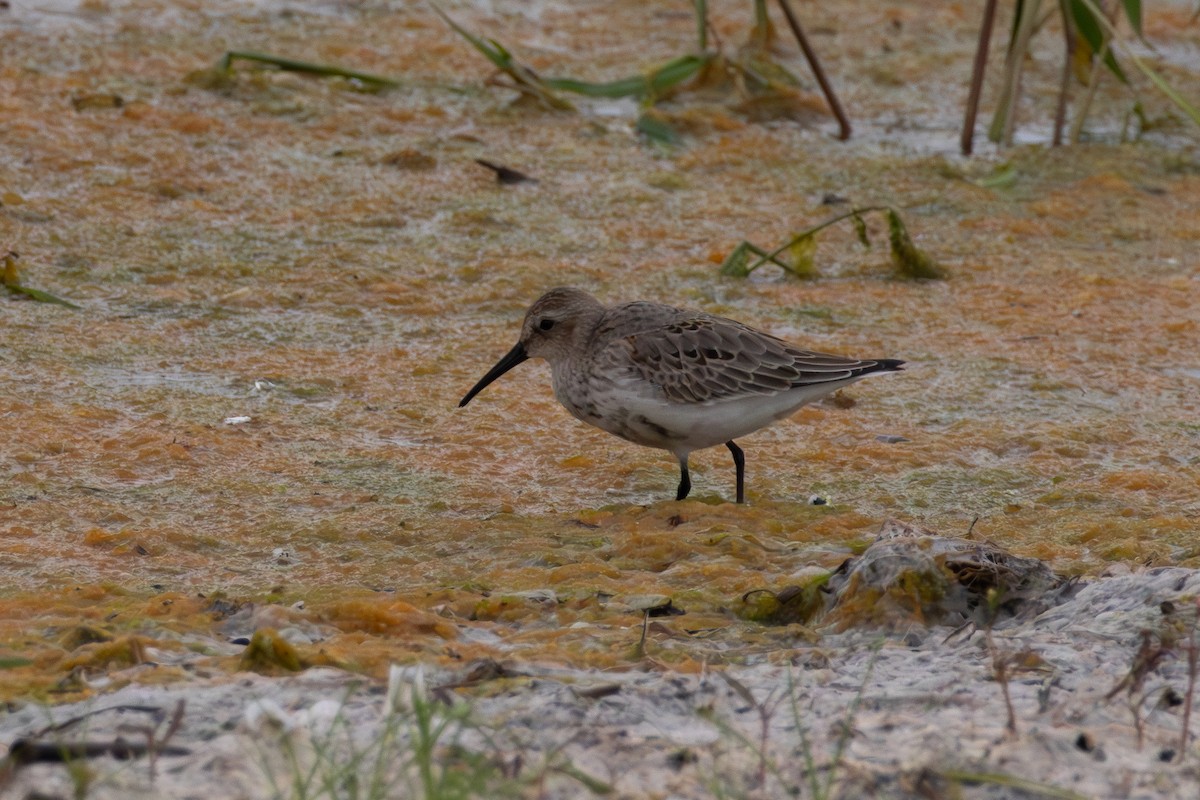 Dunlin - ML641784186