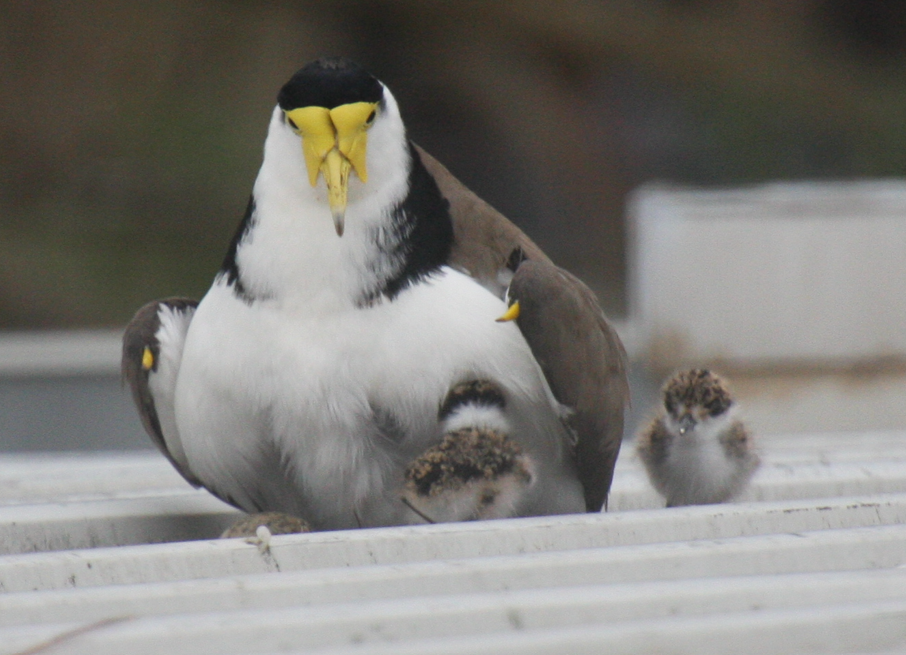 Masked Lapwing - ML641784187