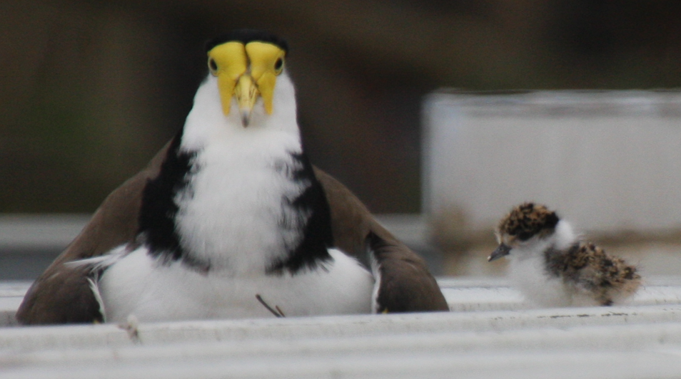 Masked Lapwing - ML641784188
