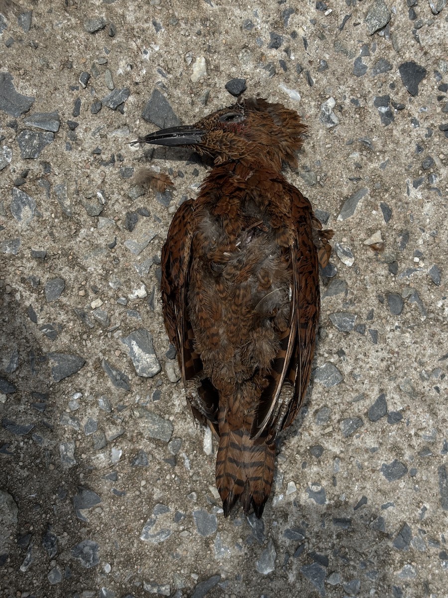 Rufous Woodpecker - ML641784191