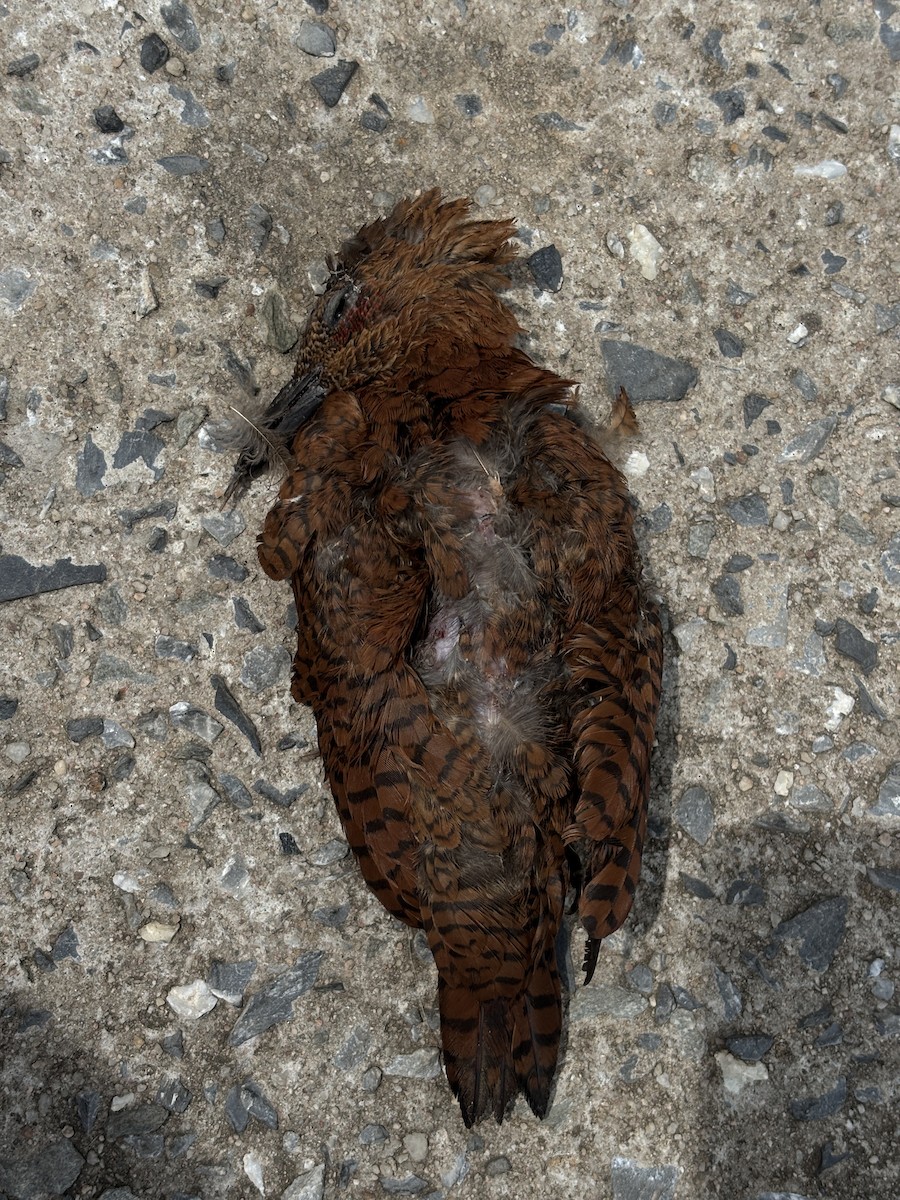 Rufous Woodpecker - ML641784192