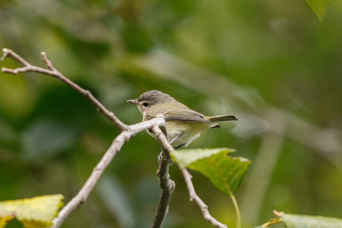 Warbling Vireo - ML641784195