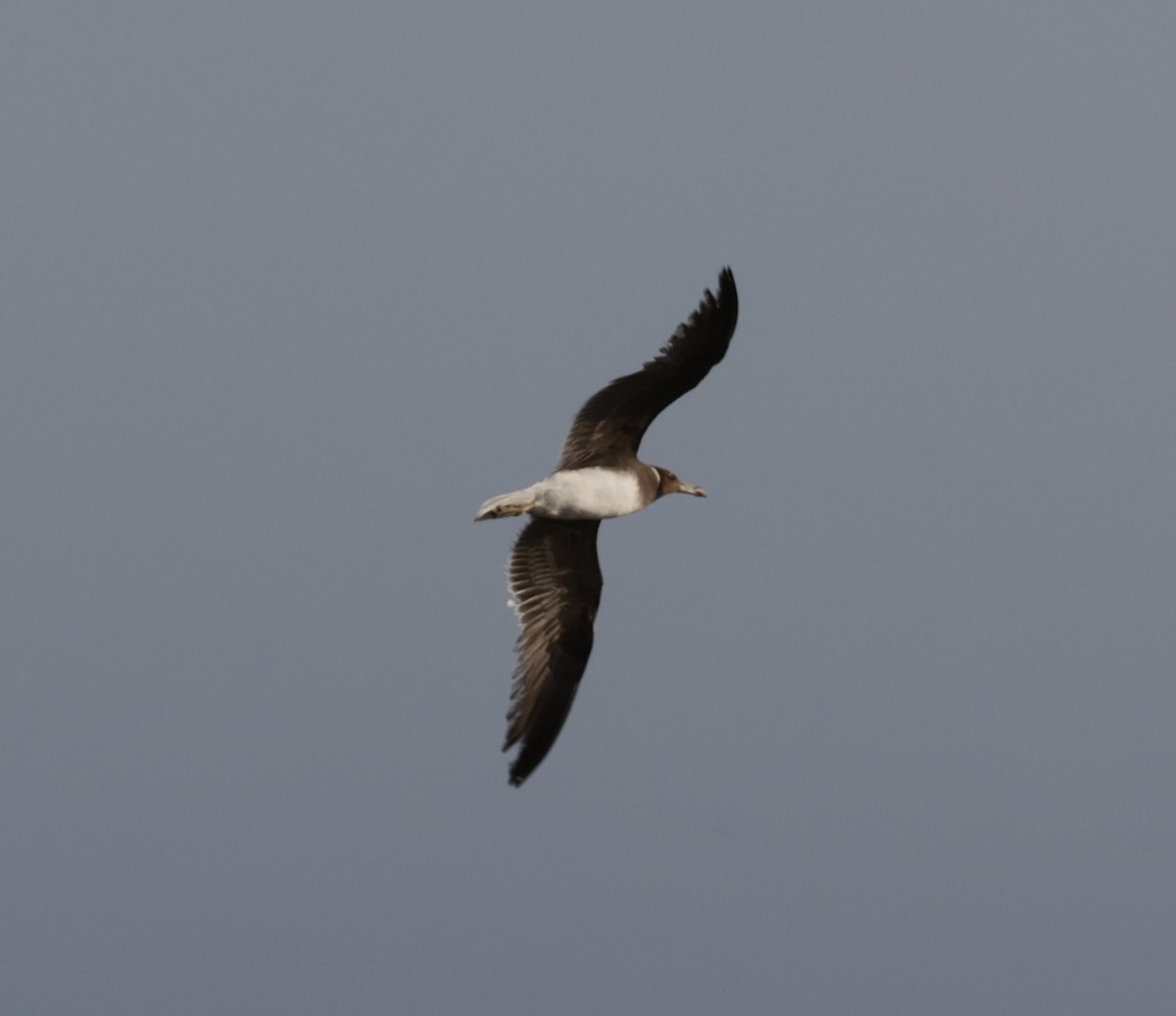 Sooty Gull - ML641784243