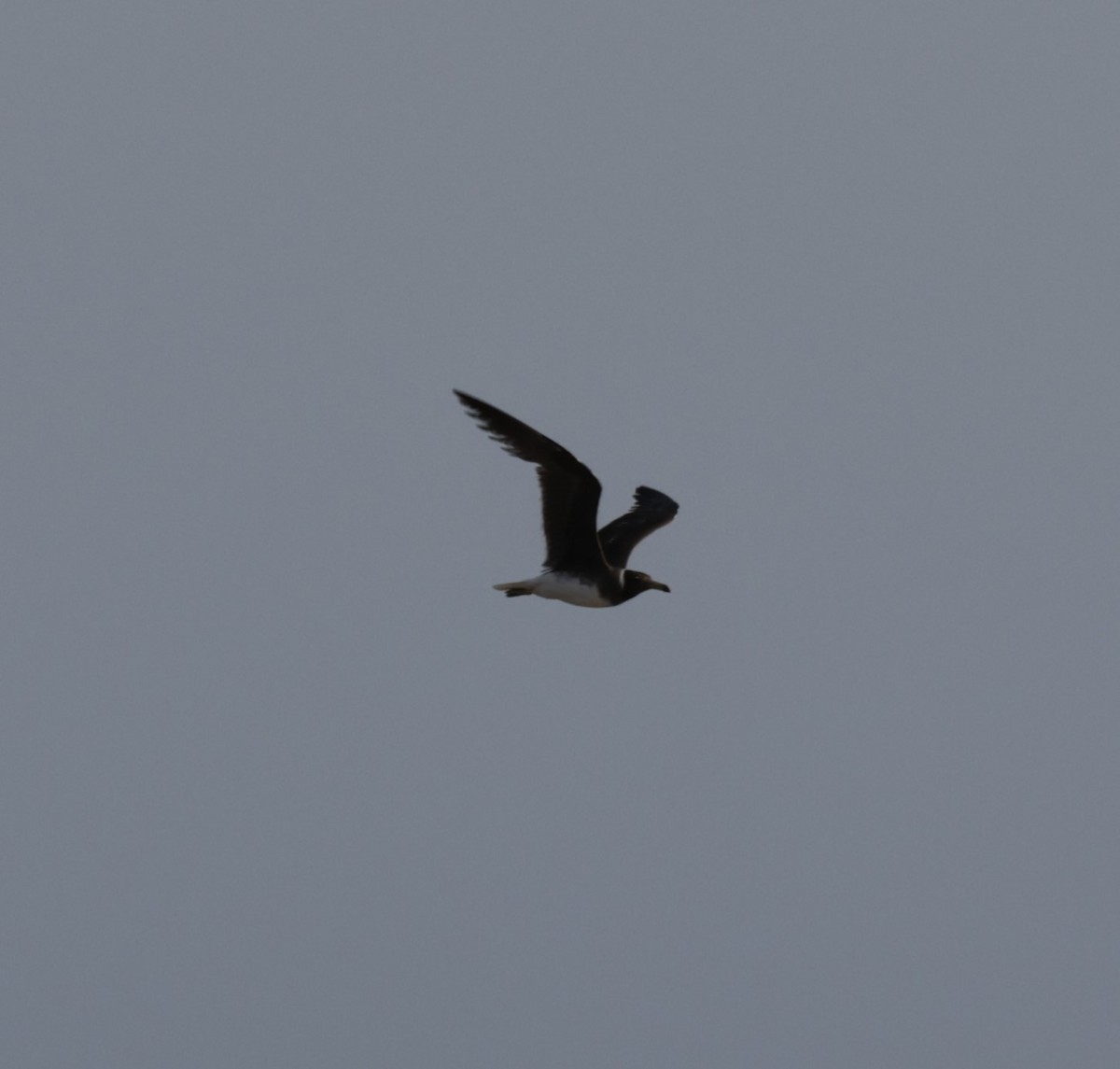 Sooty Gull - ML641784244