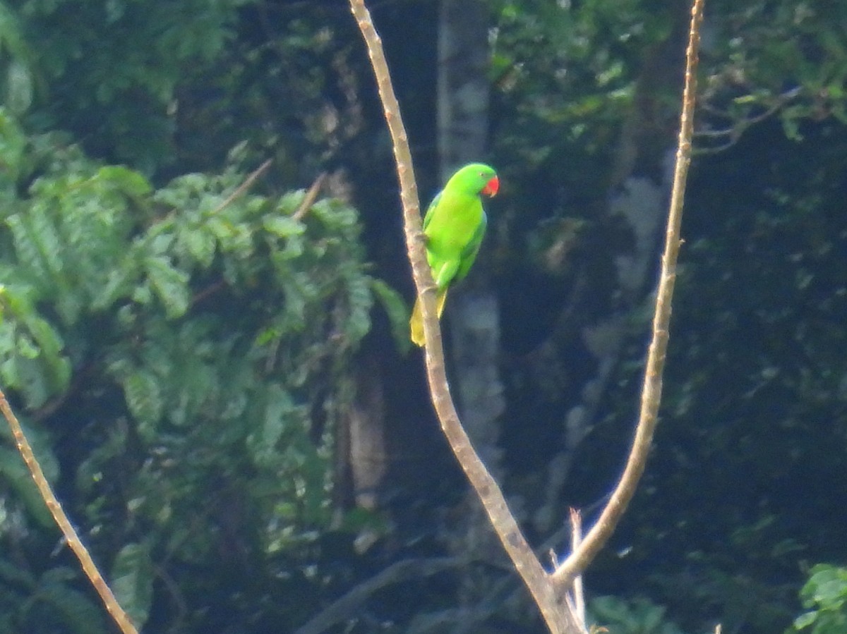 Azure-rumped Parrot - ML641784245