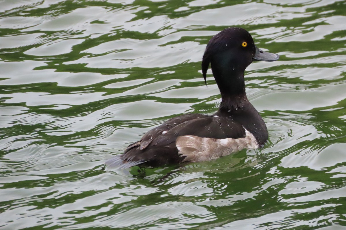 polák chocholačka - ML641784246