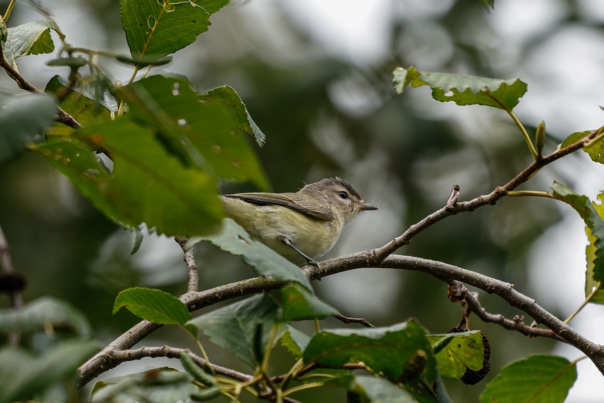 Warbling Vireo - ML641784252