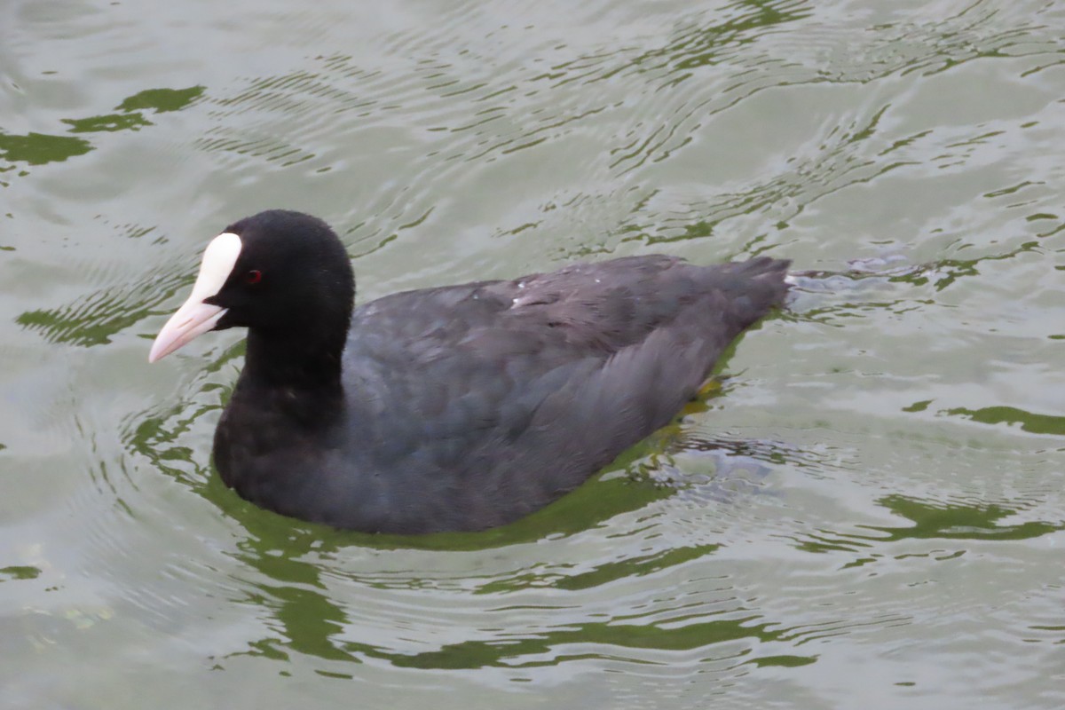 lyska černá - ML641784253