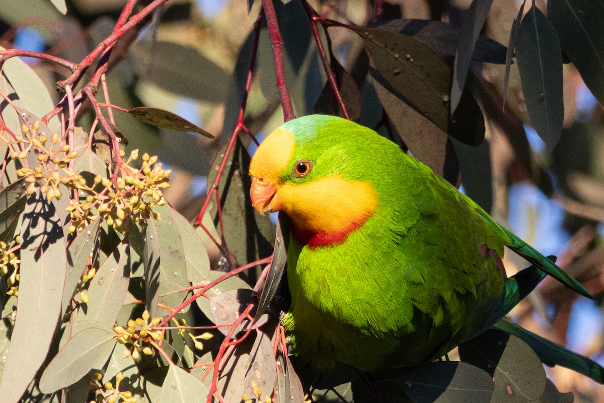 Superb Parrot - ML641784261