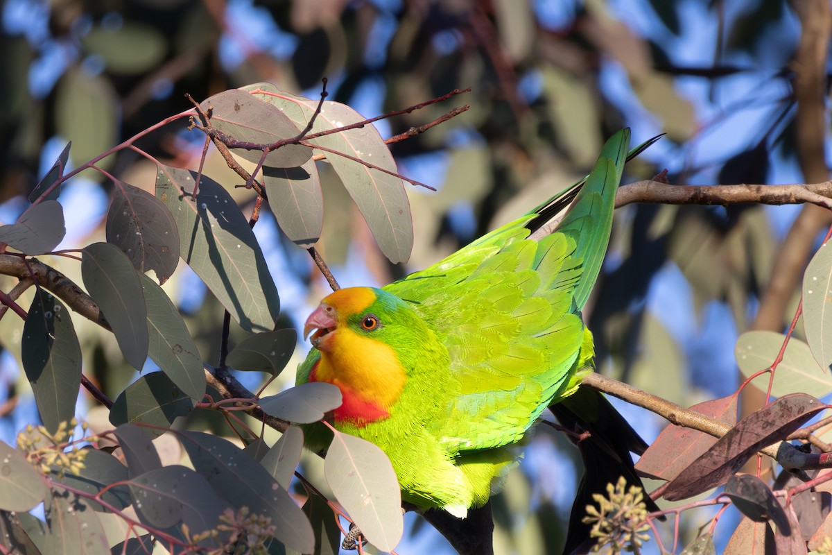 Superb Parrot - ML641784262