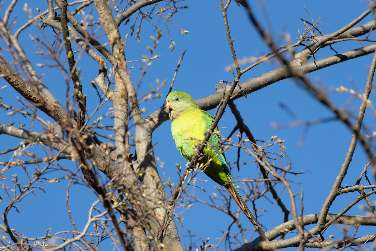Superb Parrot - ML641784264