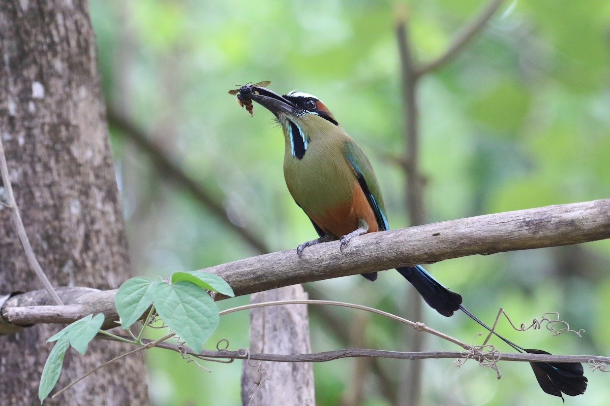 Turquoise-browed Motmot - ML641784277