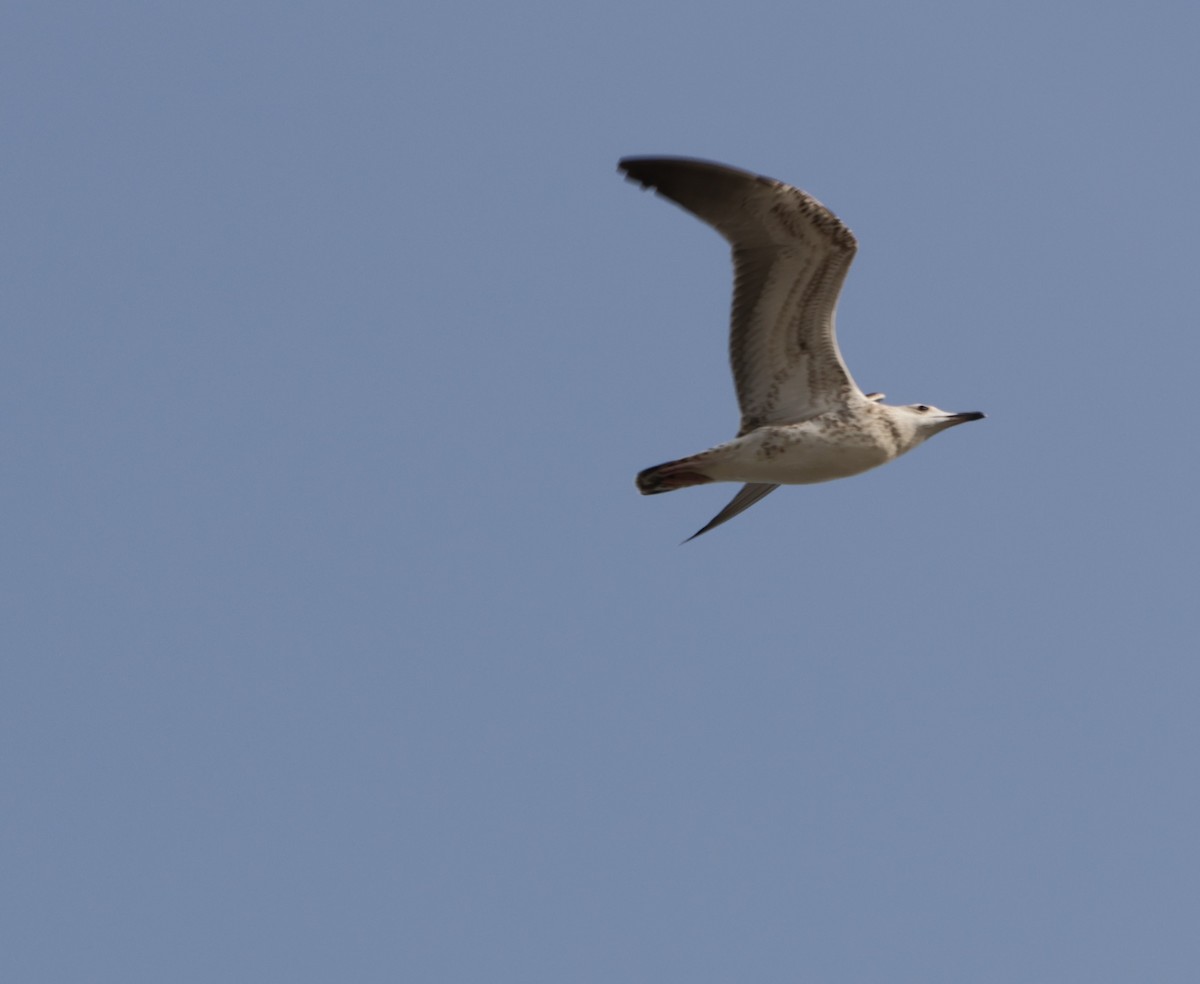 Caspian Gull - ML641784309
