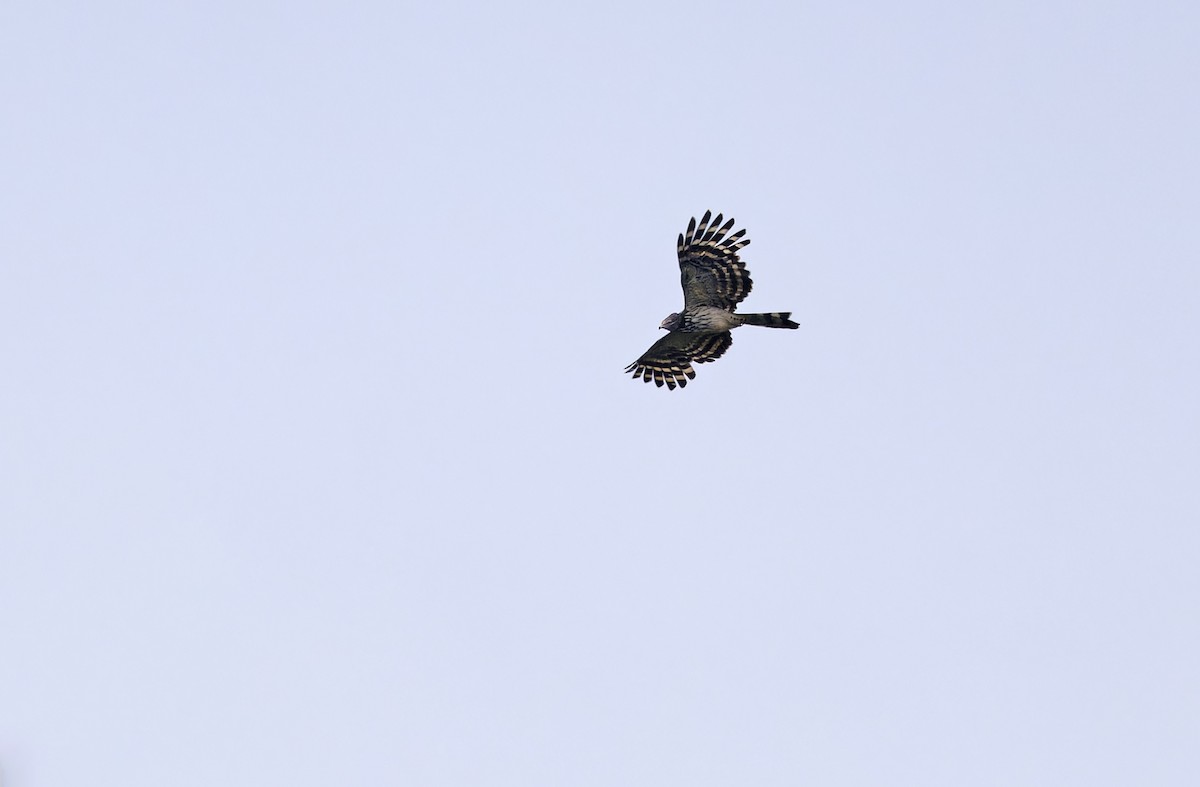Long-tailed Honey-buzzard - ML641784323