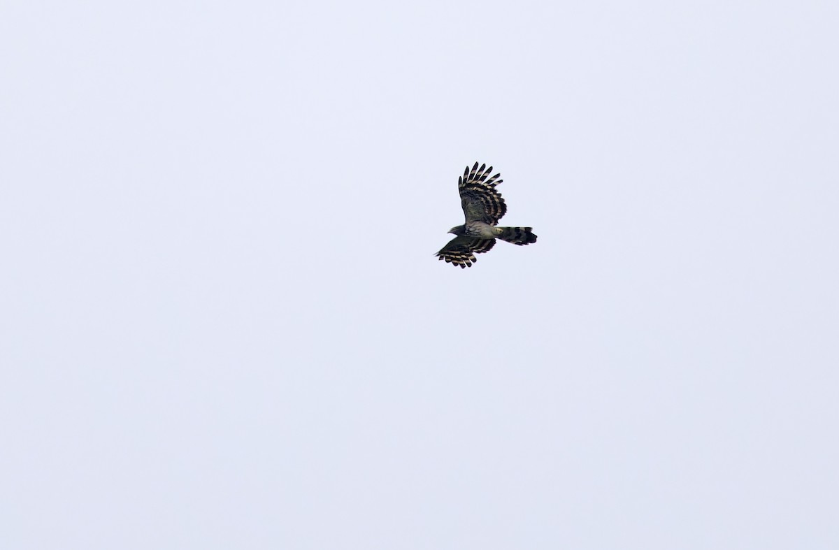 Long-tailed Honey-buzzard - ML641784324