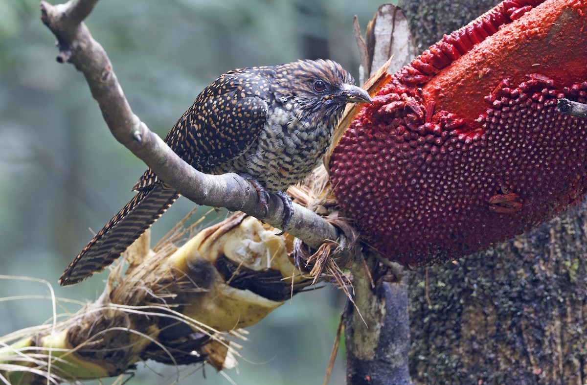 grånebbkoel (orientalis gr.) - ML641784336