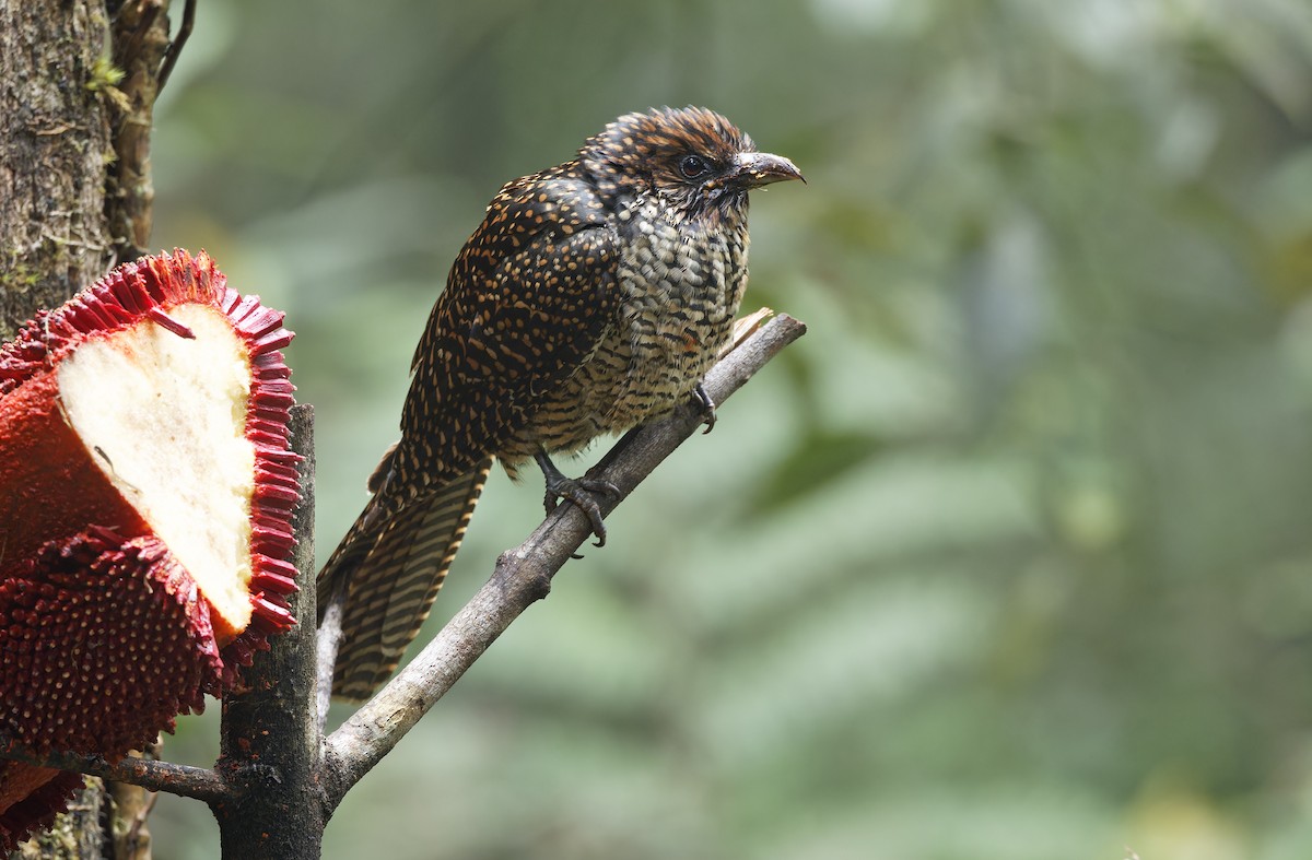 grånebbkoel (orientalis gr.) - ML641784337