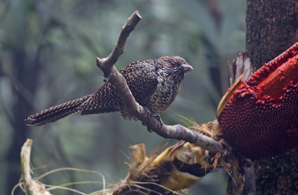 grånebbkoel (orientalis gr.) - ML641784338