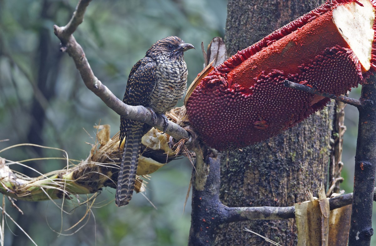 grånebbkoel (orientalis gr.) - ML641784339