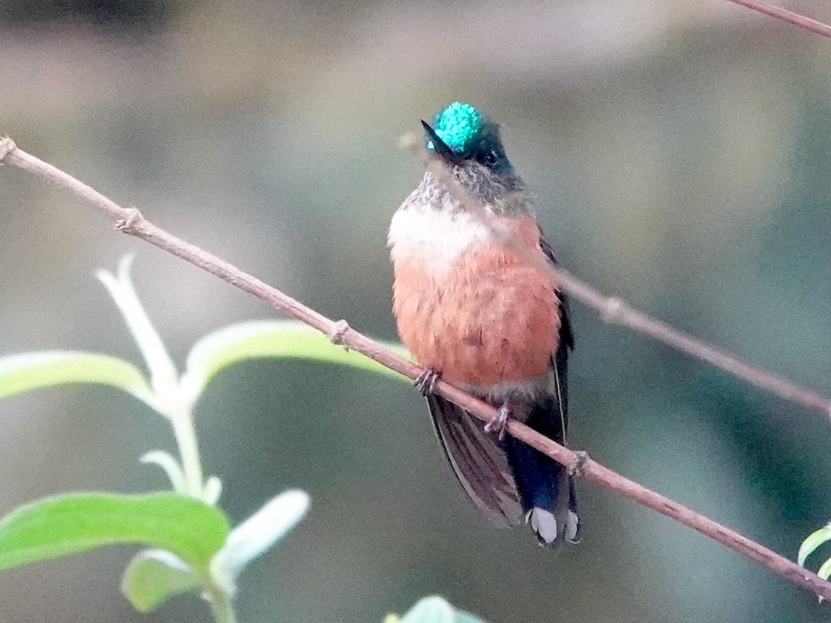 Violet-tailed Sylph - ML641784350