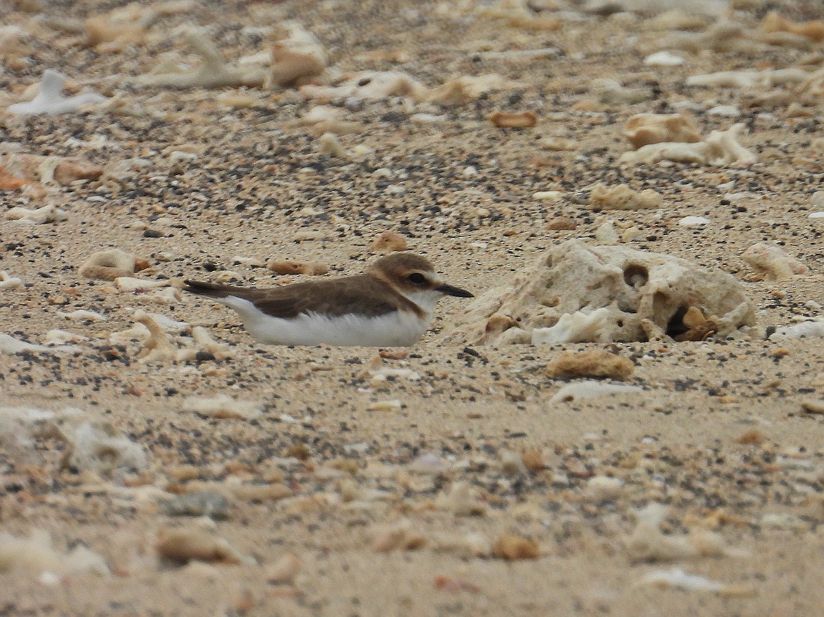Javan Plover - ML641784371