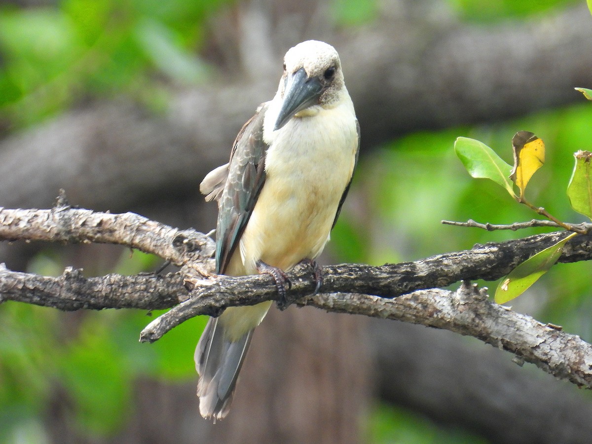 Great-billed Kingfisher - ML641784379