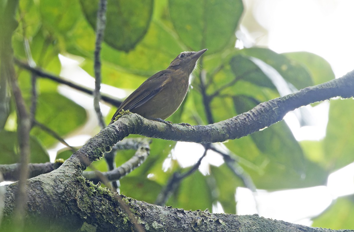 Arafura Shrikethrush - ML641784382