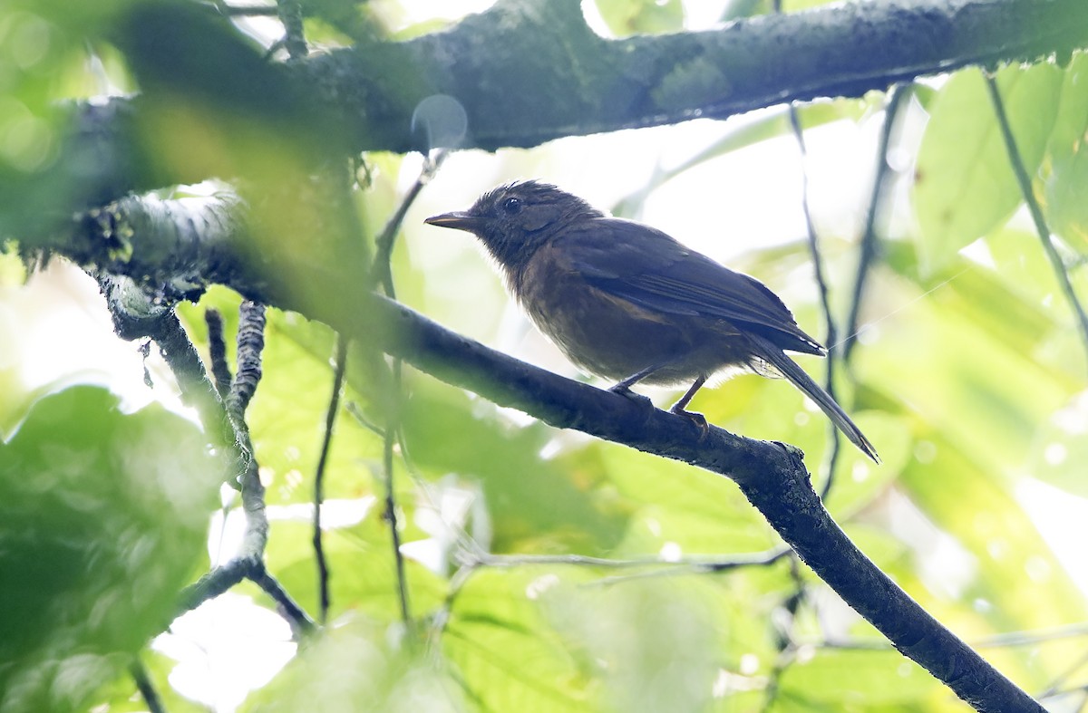 Arafura Shrikethrush - ML641784383