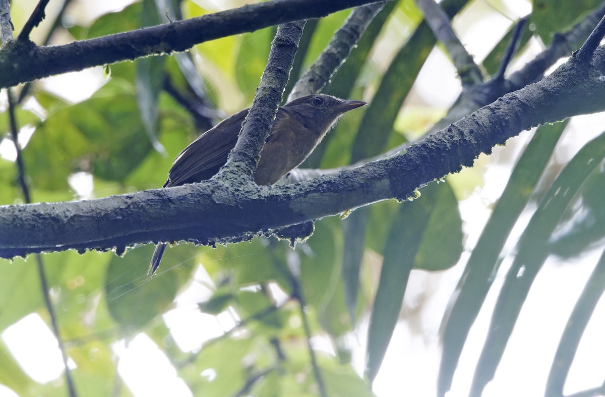 Arafura Shrikethrush - ML641784384