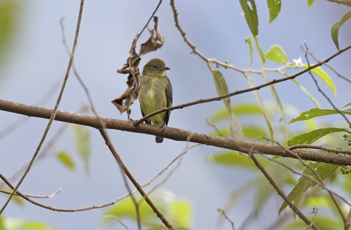 Olive-crowned Flowerpecker - ML641784432