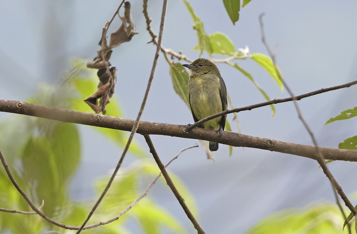 Olive-crowned Flowerpecker - ML641784433