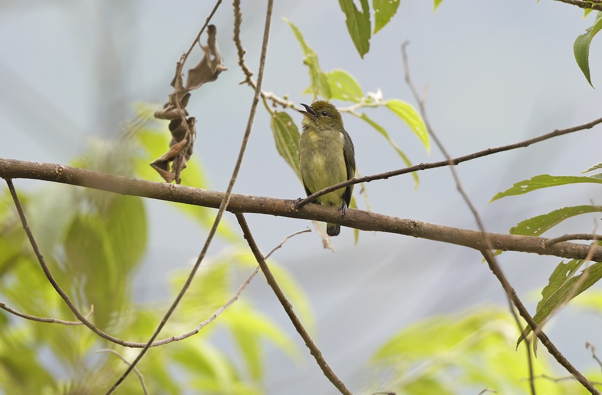 Olive-crowned Flowerpecker - ML641784434