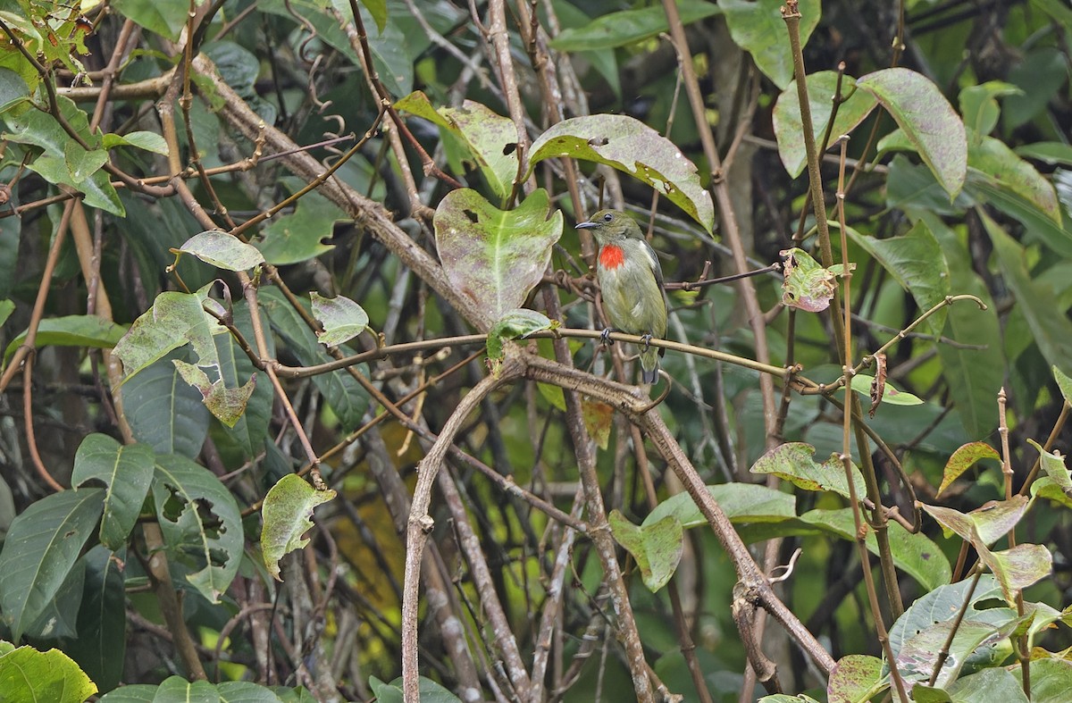 Olive-crowned Flowerpecker - ML641784435