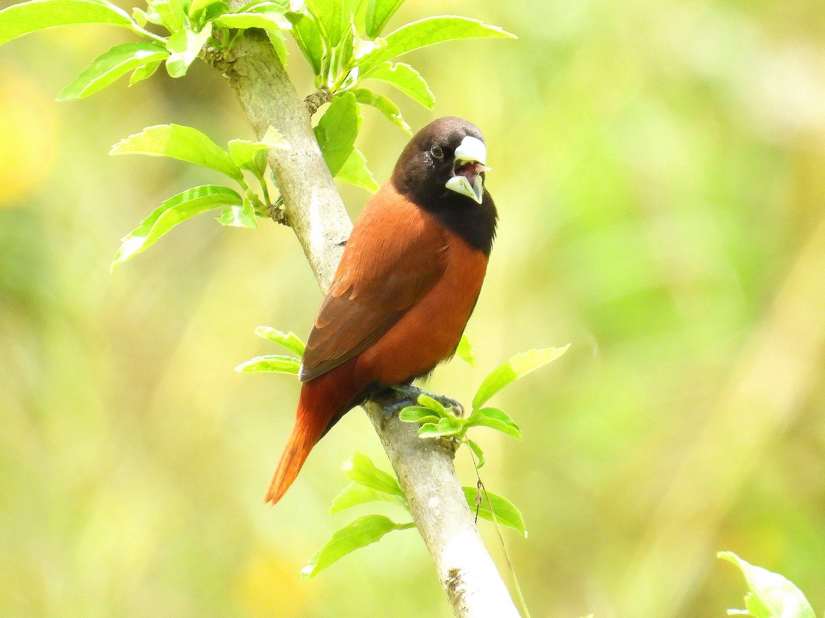 Chestnut Munia - ML641784436