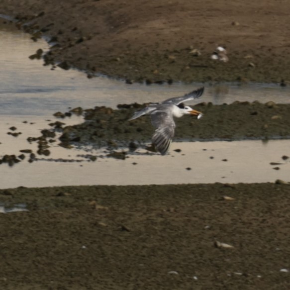 Lesser Crested Tern - ML641784440