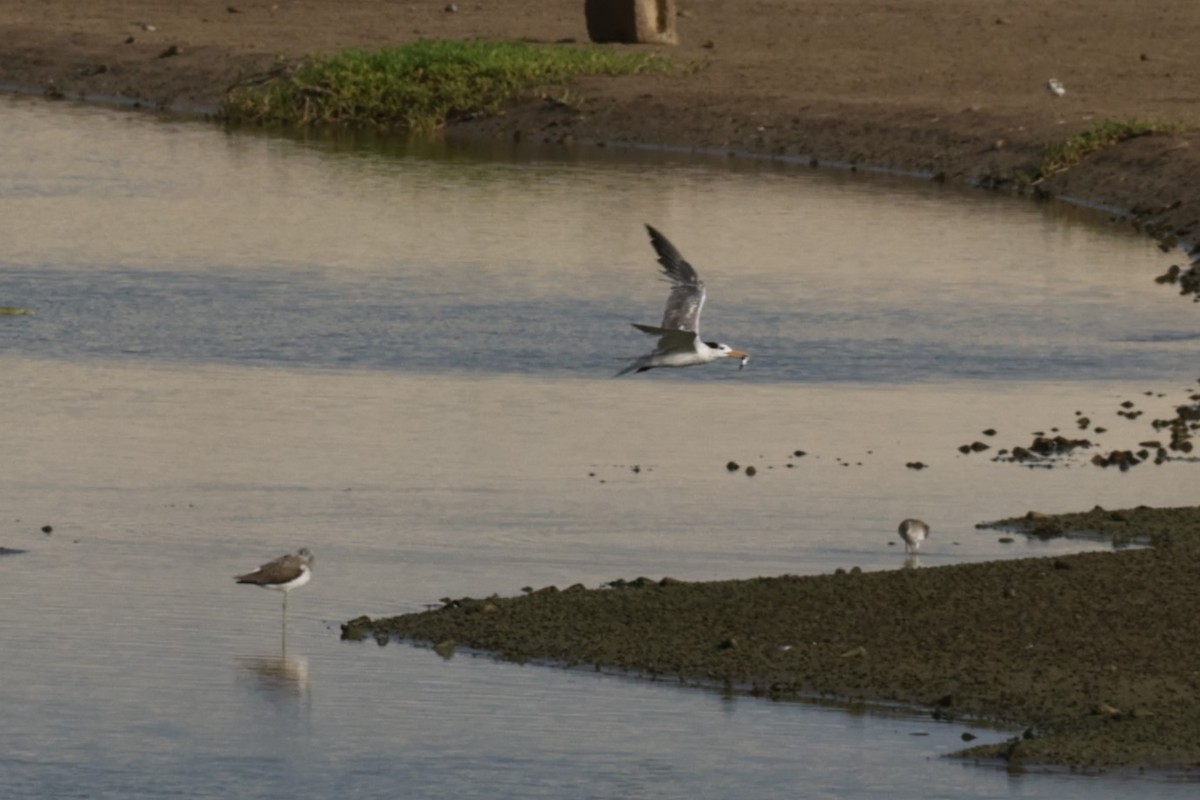 Lesser Crested Tern - ML641784441