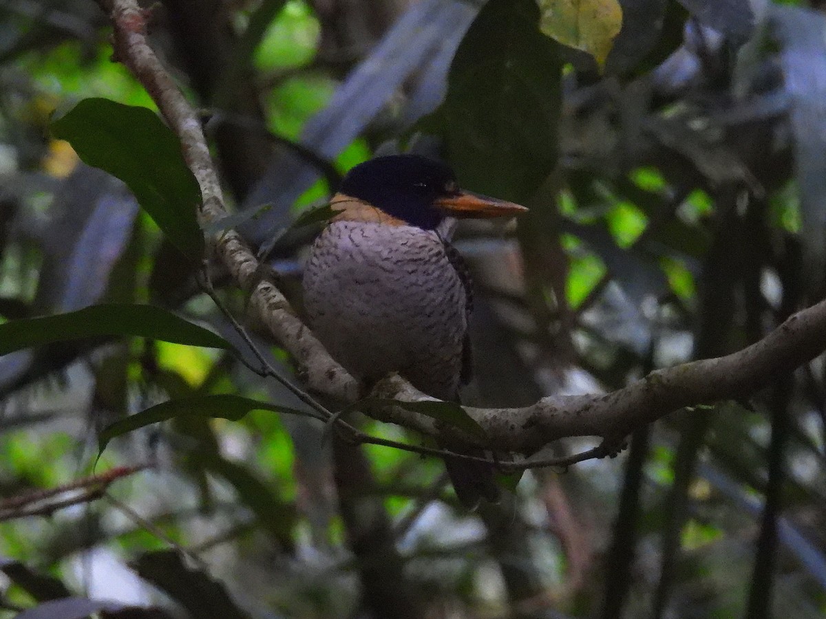 Martin-chasseur royal (princeps/erythrorhamphus) - ML641784447