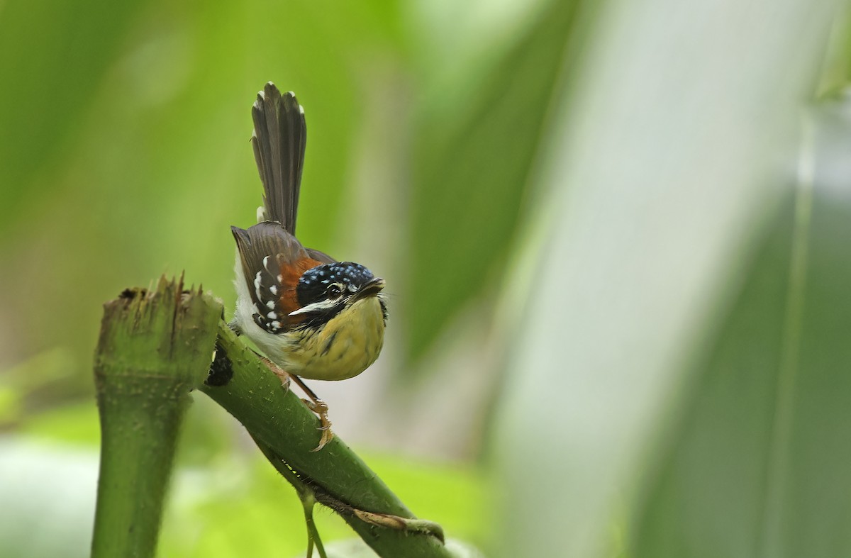 Wallace's Fairywren - ML641784449