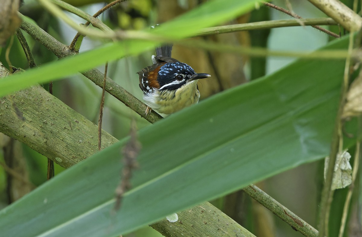 Wallace's Fairywren - ML641784450