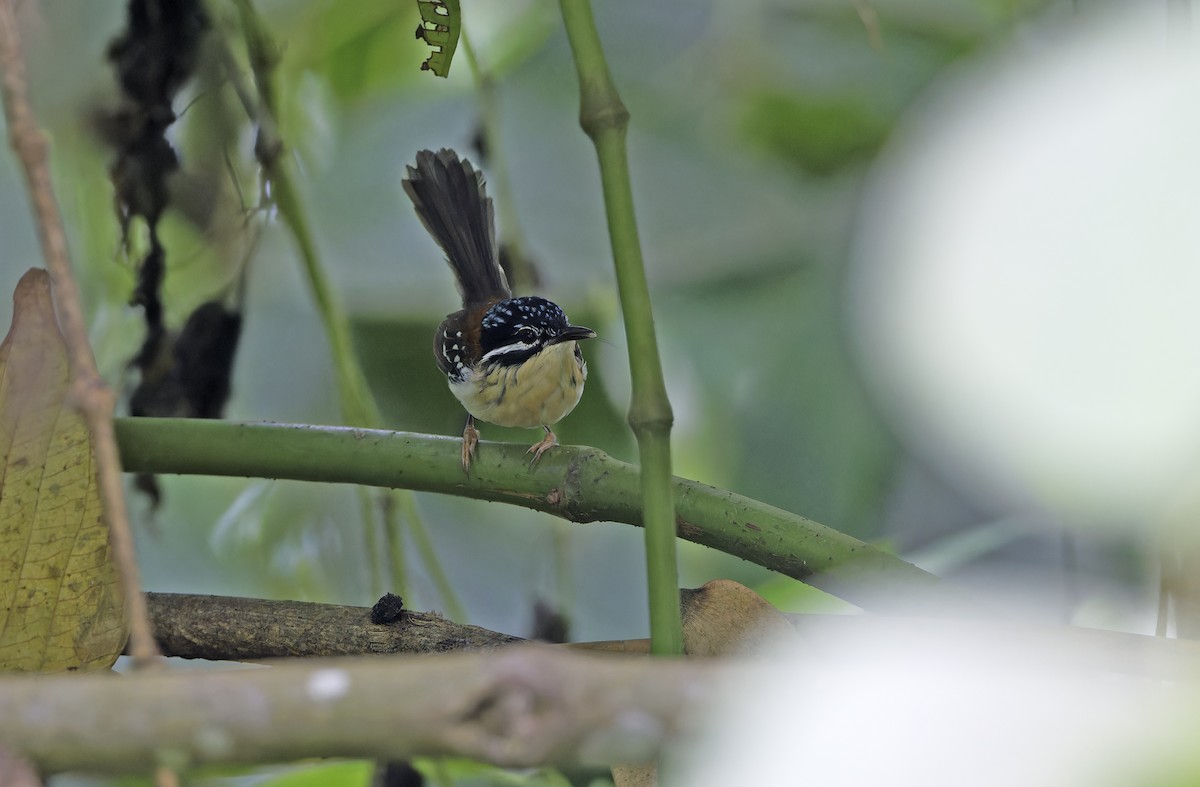 Wallace's Fairywren - ML641784451