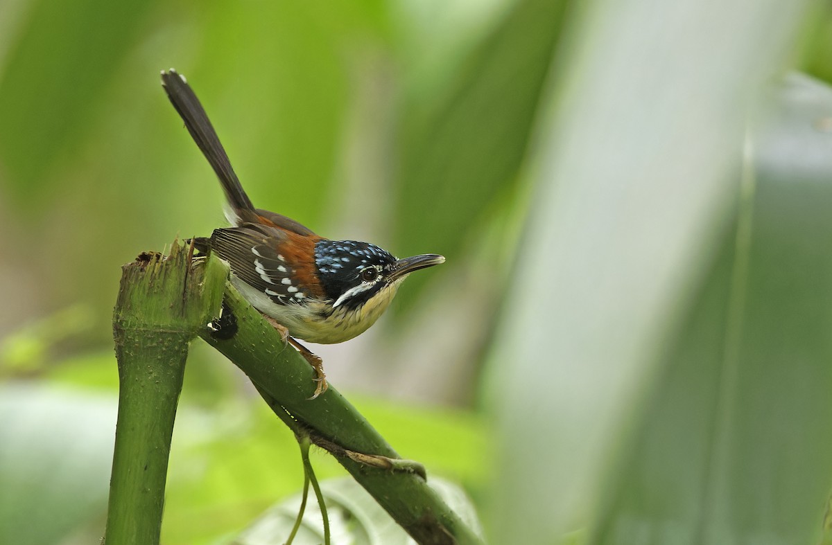 Wallace's Fairywren - ML641784452