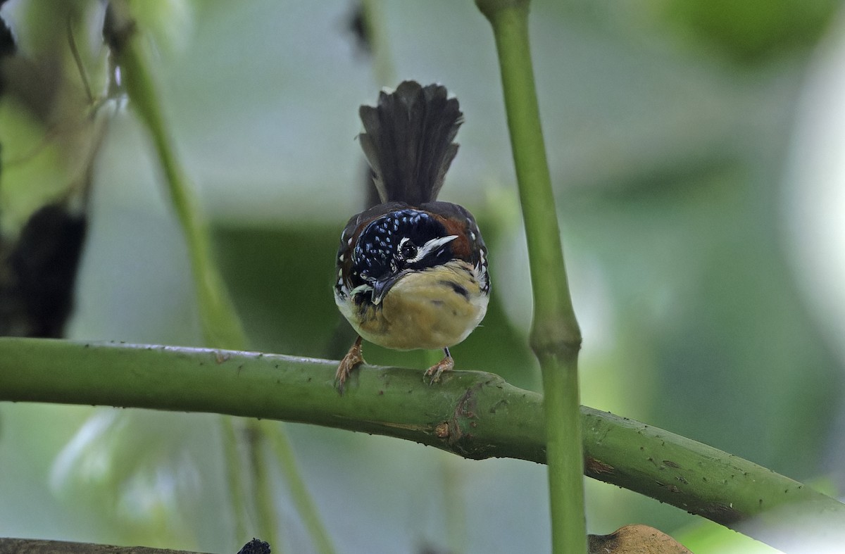 Wallace's Fairywren - ML641784453
