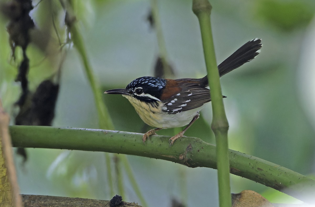 Wallace's Fairywren - ML641784454