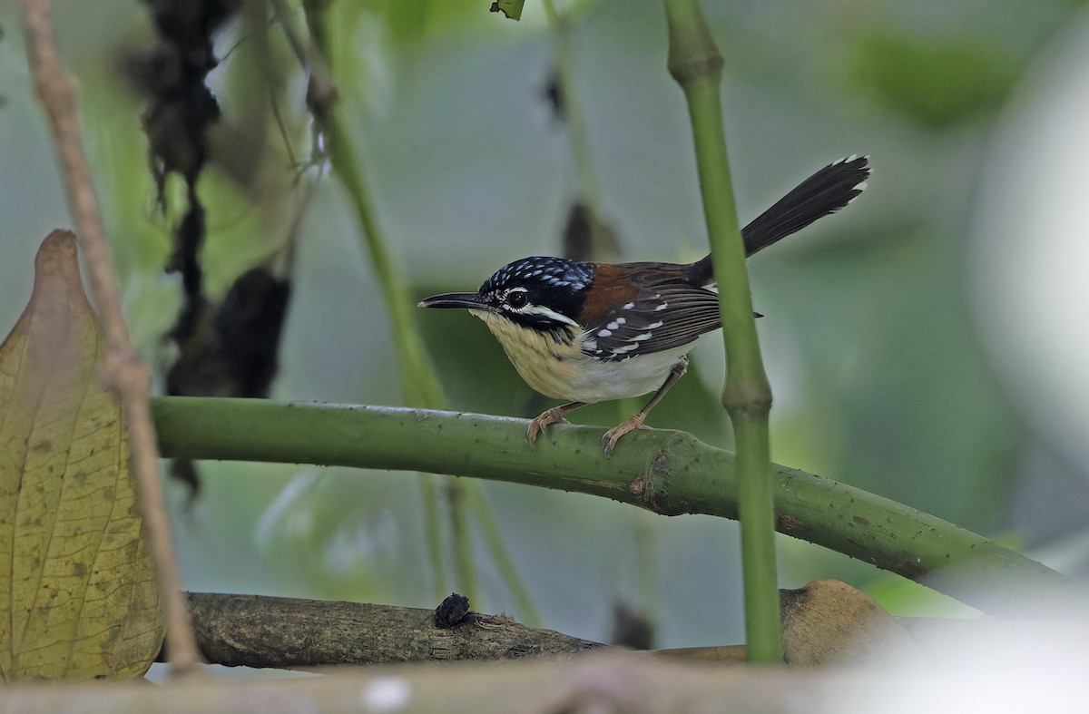 Wallace's Fairywren - ML641784455